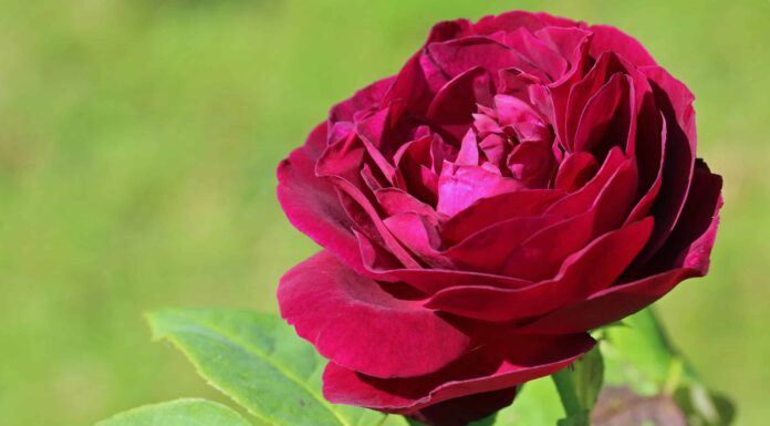 12 tipi di rose rosse vecchio stile
