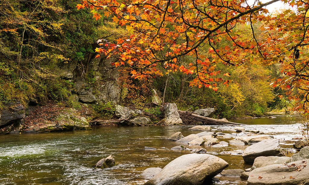 Foresta nazionale estiva