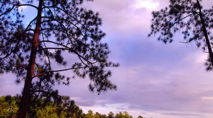 Scopri la foresta più grande della Carolina del Sud (e ciò che vive al suo interno)
