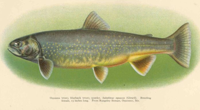 Sunapee trout blueback trout