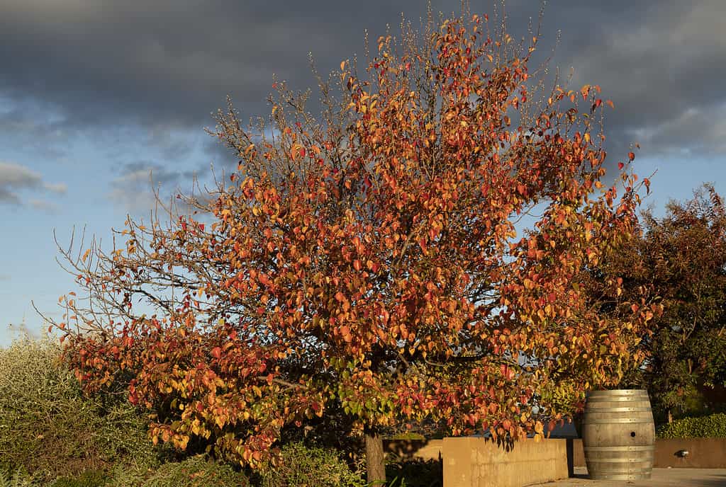 Albero di Tupelo con foglie autunnali arancioni contro il cielo tempestoso della sera.