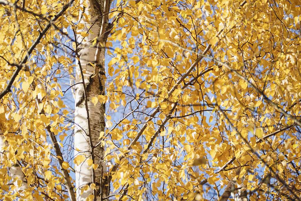 Betulla fogliame giallo in autunno, Betula populifolia in autunno