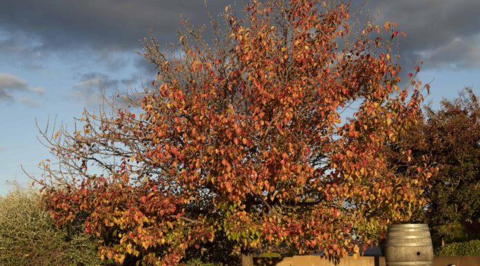 13 bellissimi alberi originari del Massachusetts
