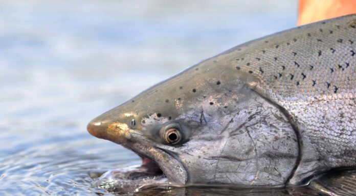 Scopri il più grande salmone reale mai catturato in Colorado
