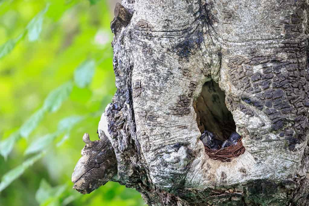 Baby (pettirosso gazza orientale, Copsychus saularis) nel nido.