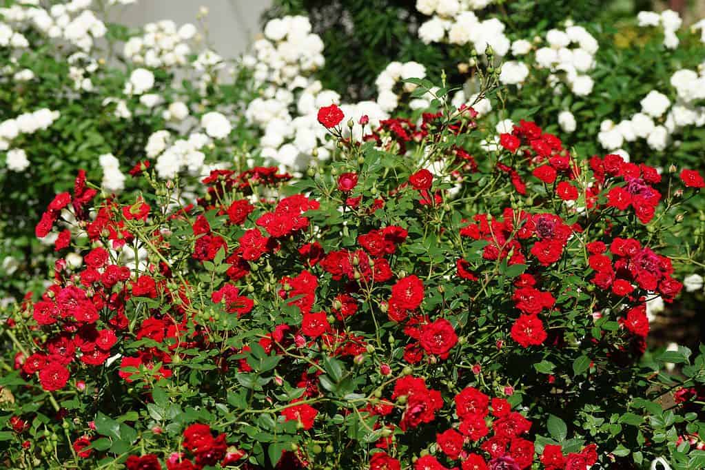 Rose tappezzanti rosse e bianche in un giardino 