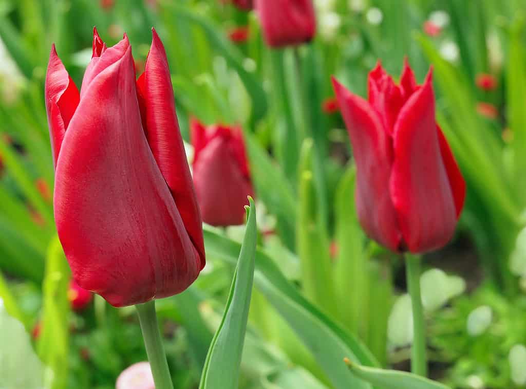 Tulipani rossi dell'imperatore che fioriscono in un'aiuola