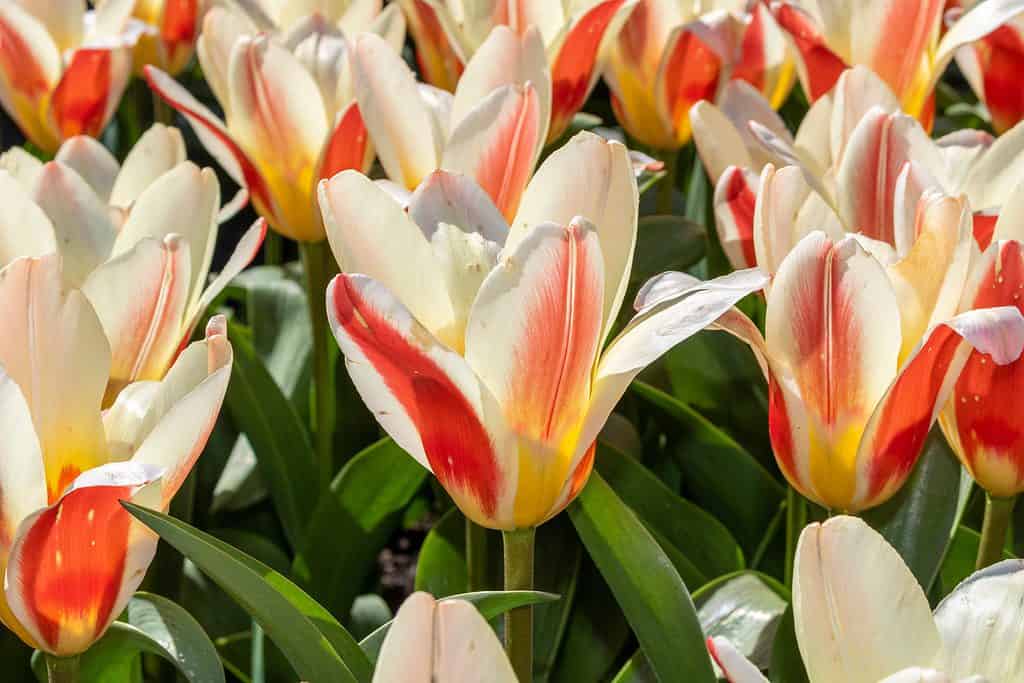 Numerosi tulipani Heart's Delight con petali rosa e bianco crema
