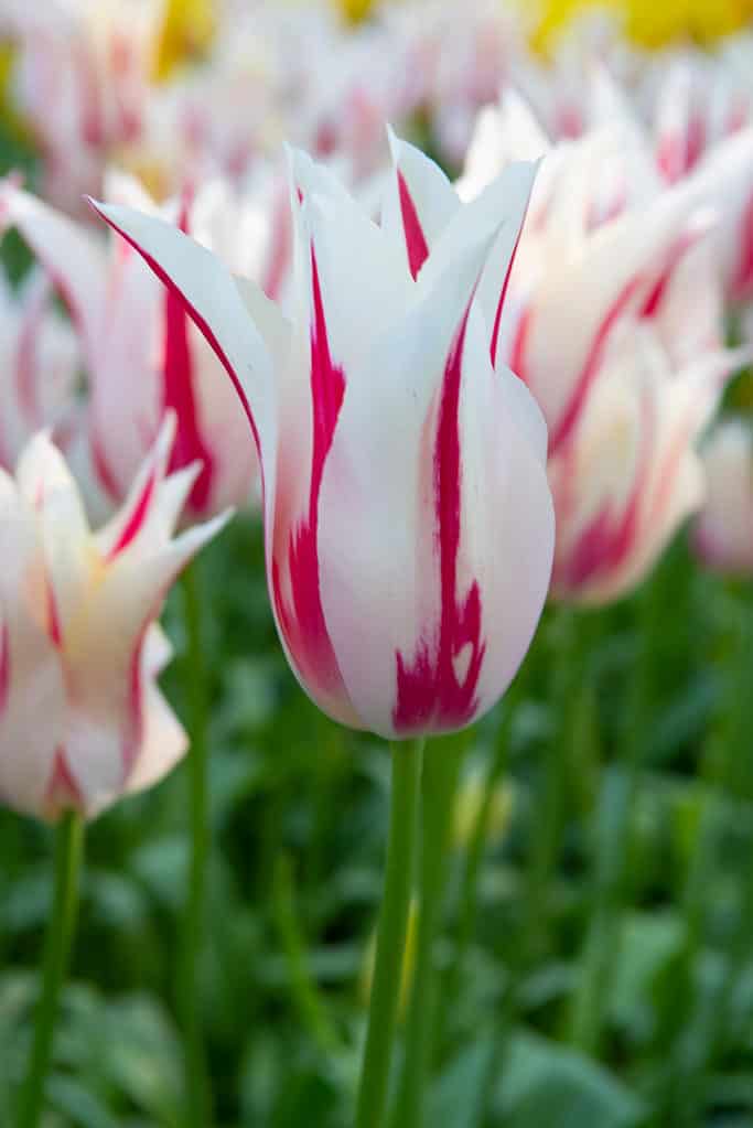 Marilyn Tulipani dai petali avorio accentuati da fiamme rosa-rosse