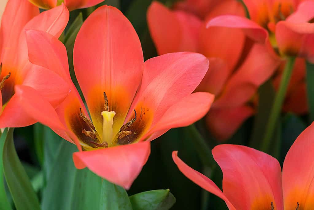 Tulipani Toronto rosso-arancio brillante con fiori completamente aperti
