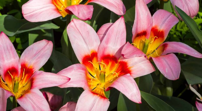 5 tulipani perfetti per crescere in Wisconsin

