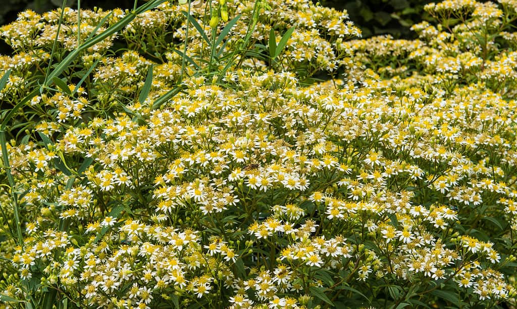 Dollingeria umbellata