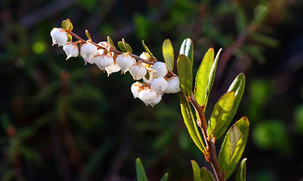 Chamaedaphne calyculata