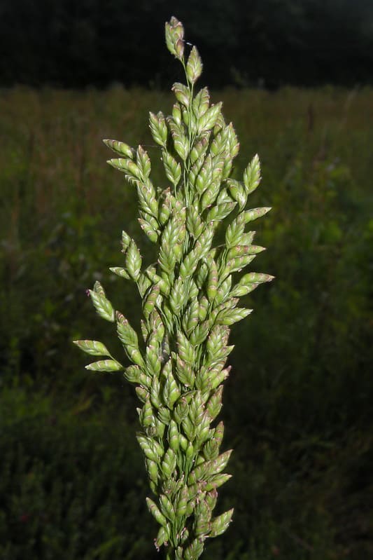 Glyceria obtusa (manna atlantica)