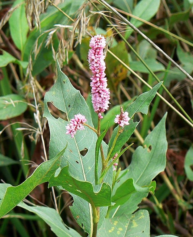 Smartweed rosa