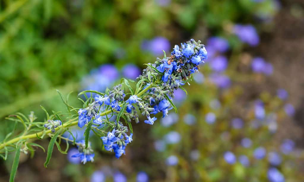 Blu, Botanica, Close-up, Immagine a colori, Fiore