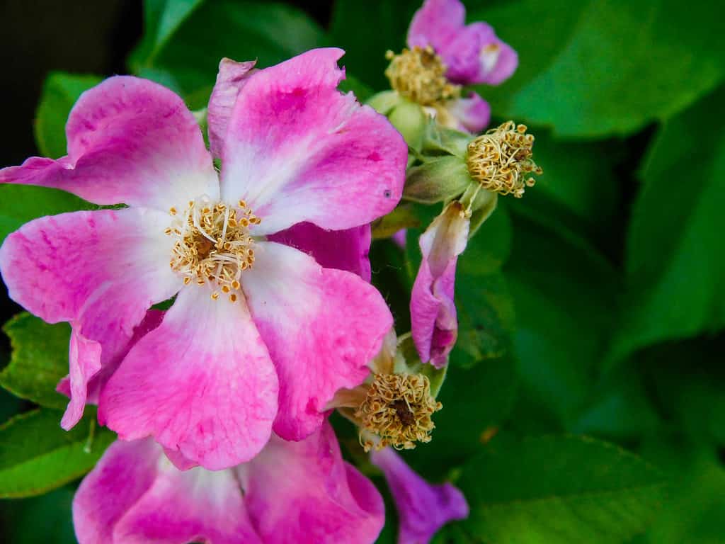 Bellezza, fiore, botanica, rosa rampicante, primo piano