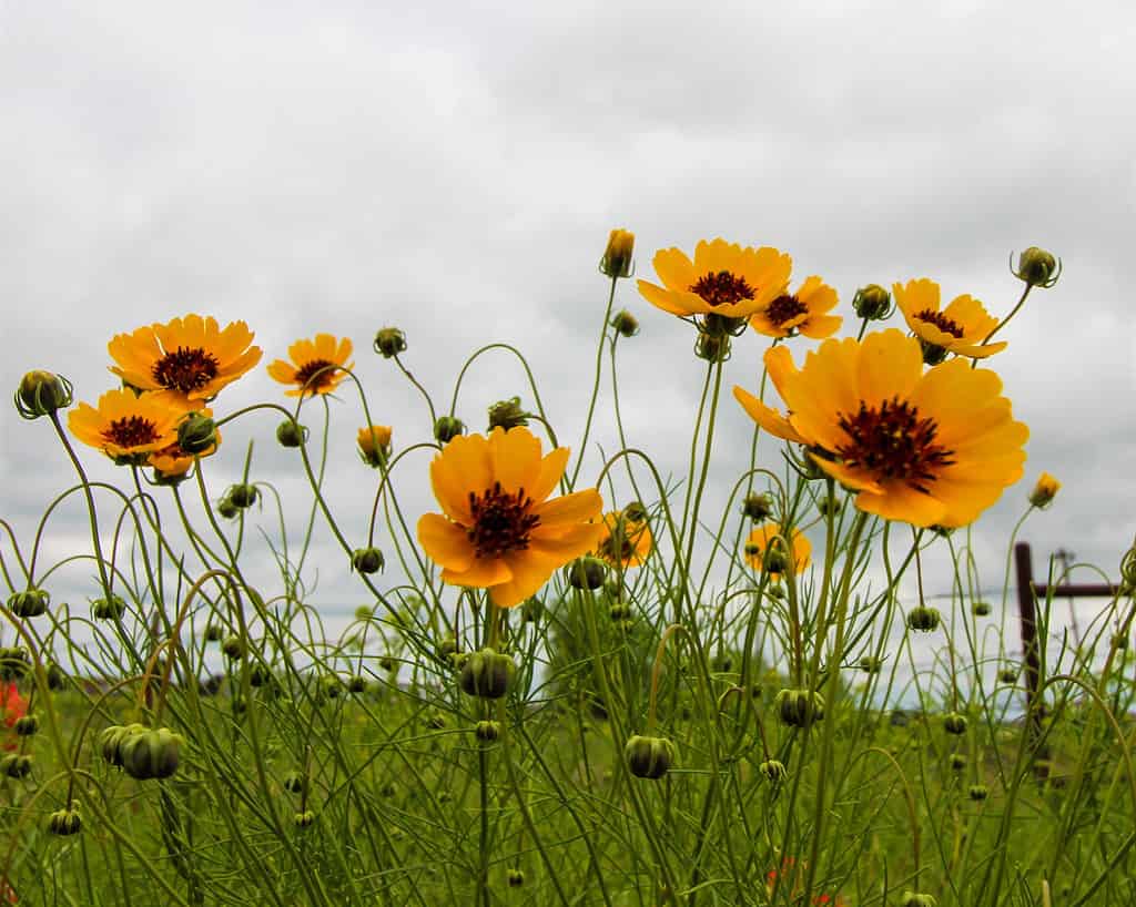 Thelesperma filifolium