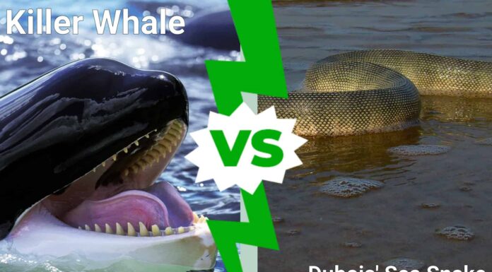 Battaglie epiche: balena assassina contro il serpente di mare più velenoso
