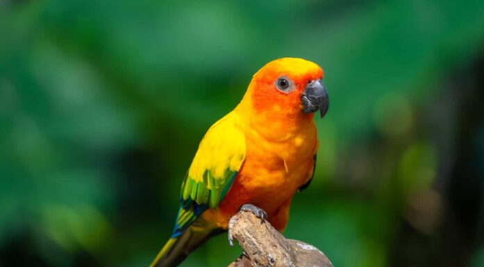 12 tipi colorati di uccelli della foresta pluviale
