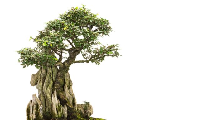 La storia e l'origine dei bonsai
