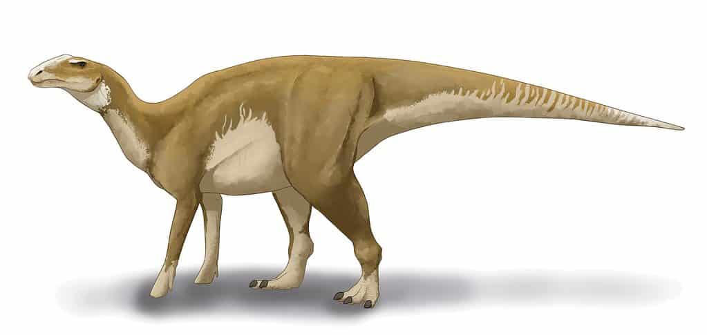 Il dinosauro Hadrosaurus foulkii visse nel New Jersey circa 80 milioni di anni fa