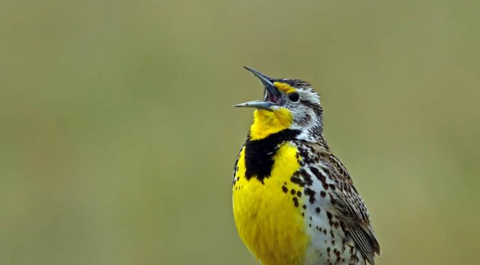 10 tipi di uccelli che cantano
