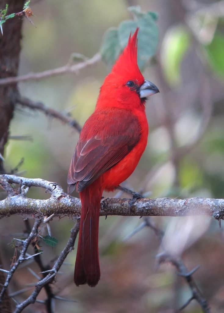 Un uccello cardinale appollaiato su un ramo di un albero