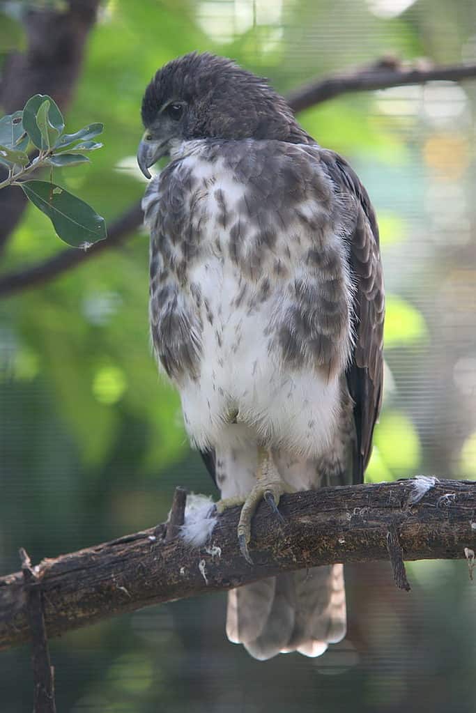 Falco hawaiano