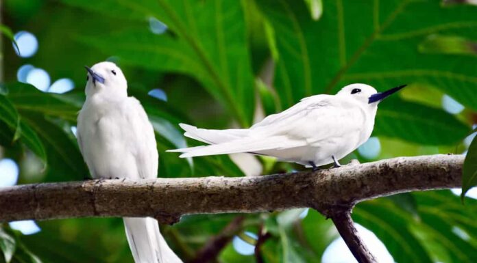 15 Tipi Di Uccelli Alle Hawaii
