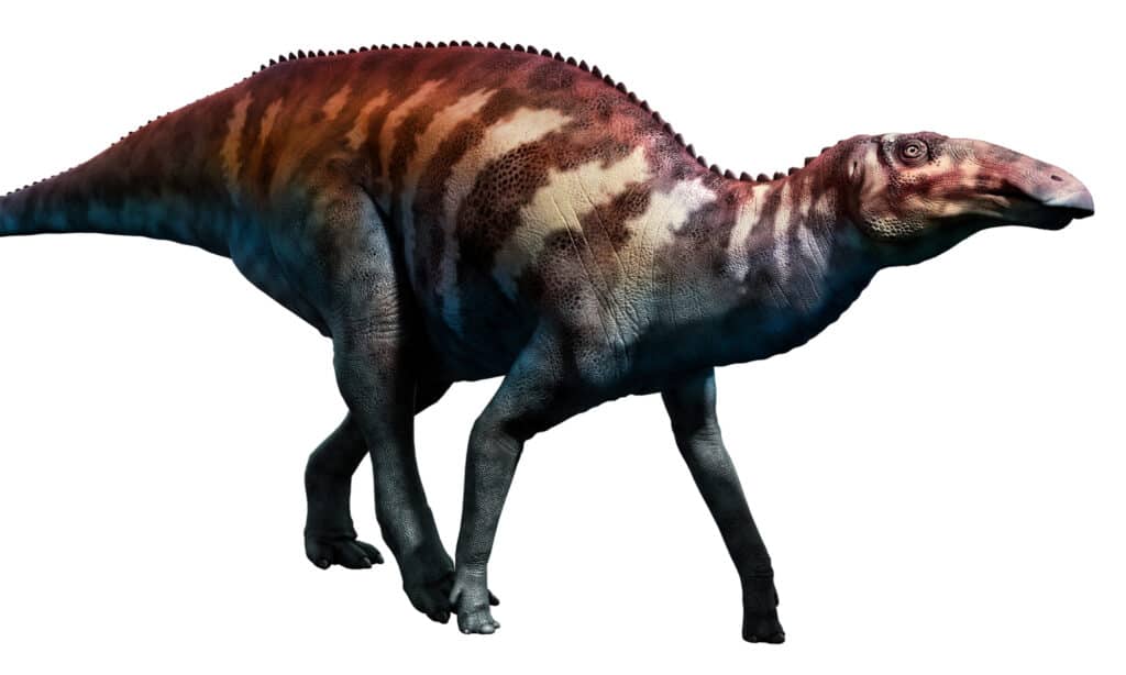 Edmontosaurus era un grande dinosauro erbivoro che risiedeva nel Nord Dakota 