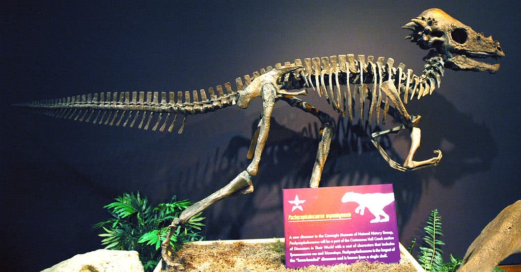 Scheletro di Pachycephalosaurus Wyomingensis