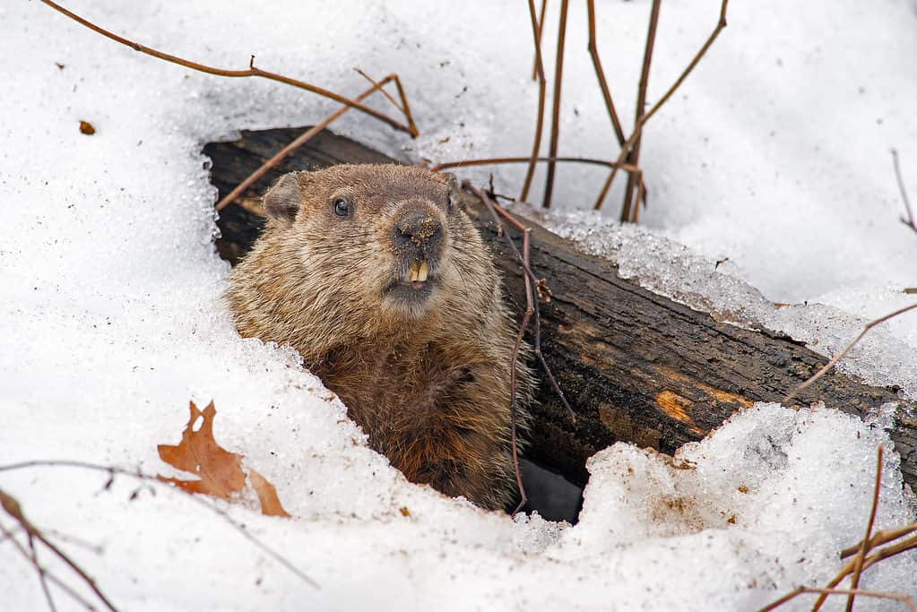 Marmotta che emerge dalla tana invernale