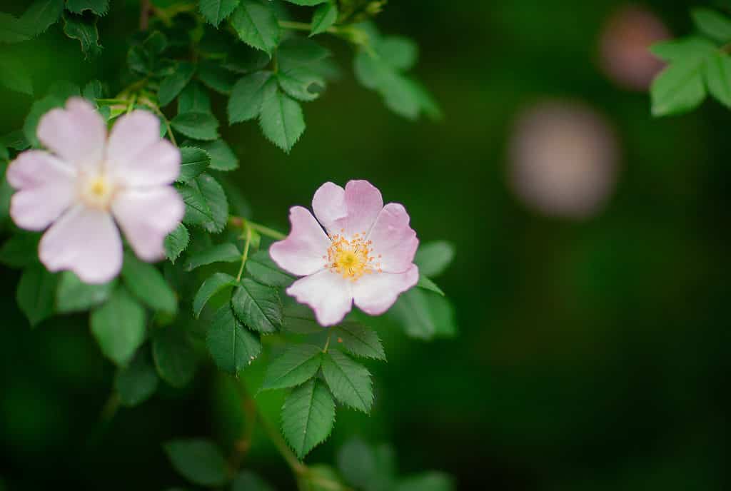 Due rose di palude con petali rosa chiaro che crescono da un cespuglio verde