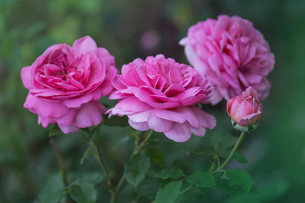 Tre fiori della rosa fucsia Principessa Alexandra di Kent crescevano in un giardino
