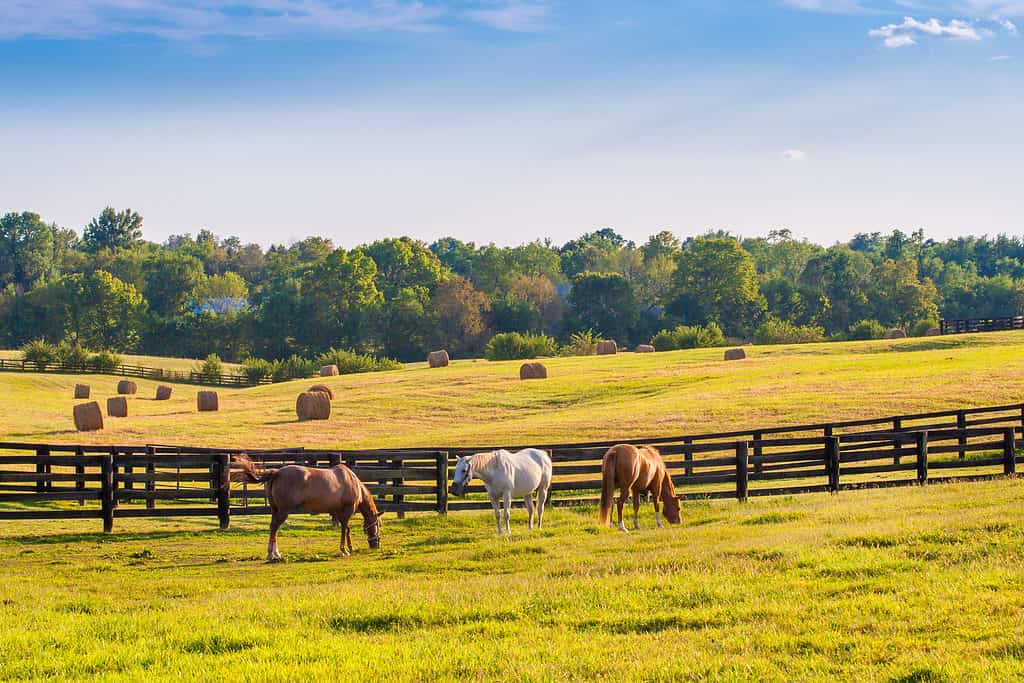 Cavalli all'allevamento di cavalli all'ora d'oro.  Paese paesaggio estivo in Kentucky.
