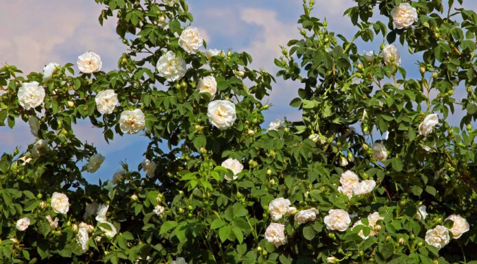 10 tipi di rose bianche pure
