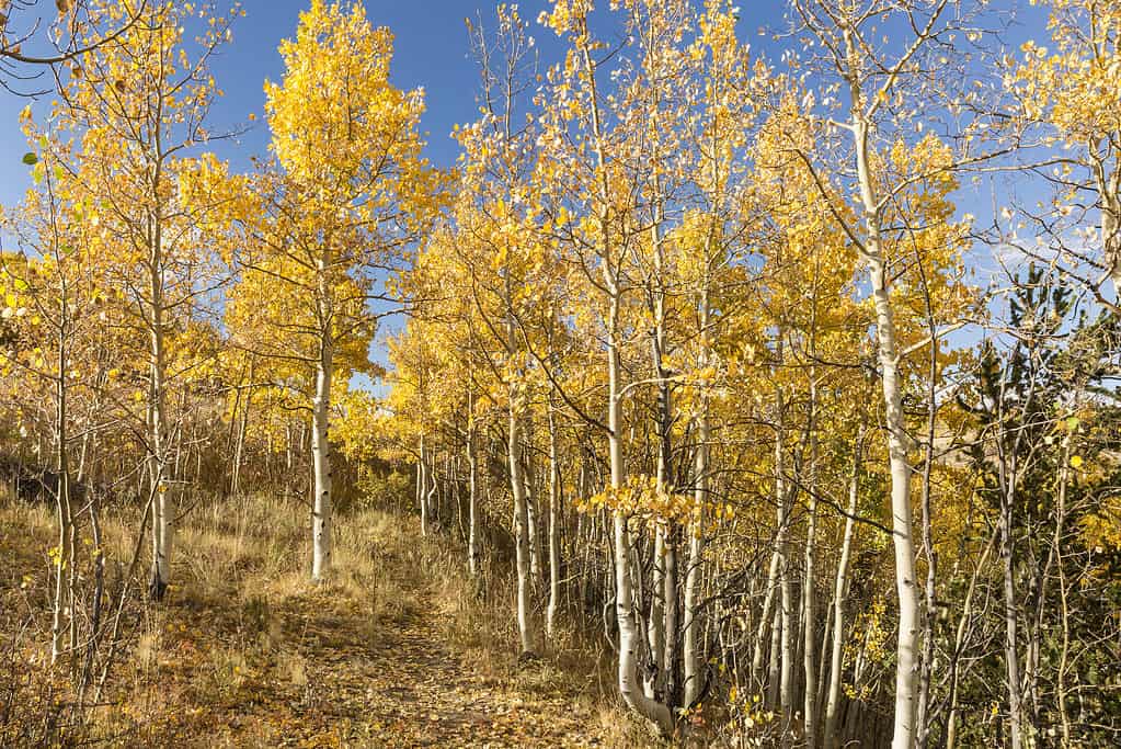 Boschetto di alberi di tremulo d'oro in autunno