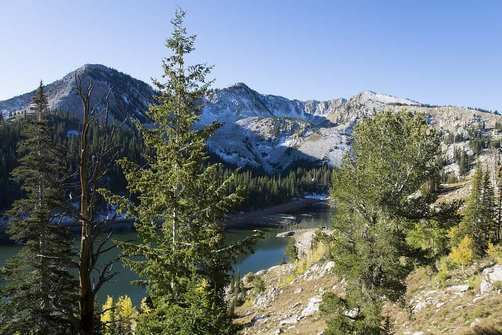 Abete di Douglas con un lago e montagne innevate sullo sfondo