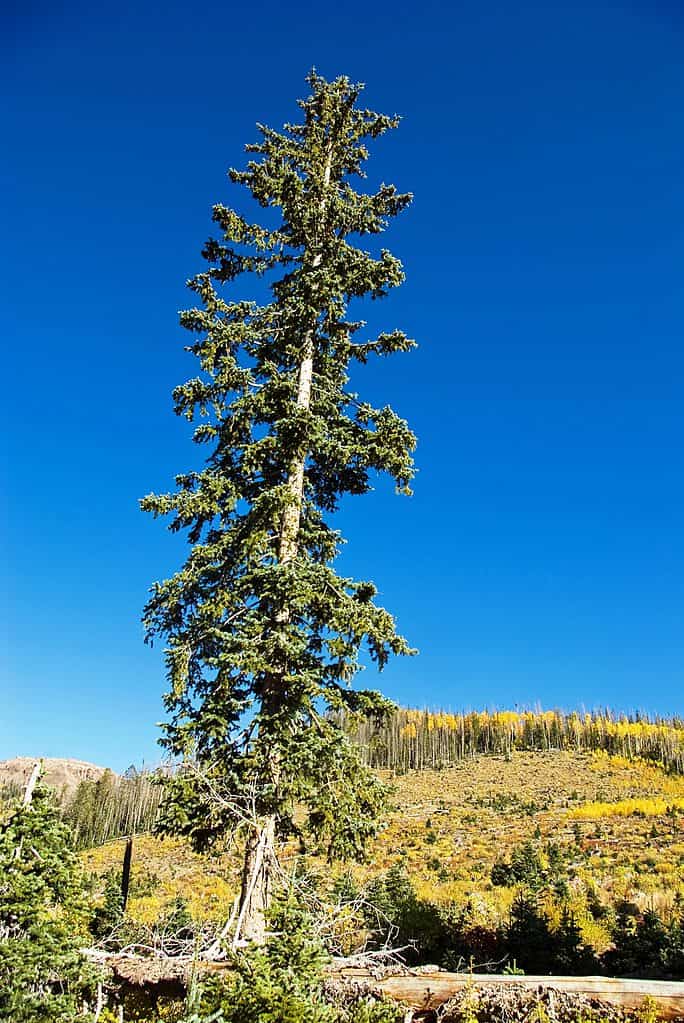 Un imponente abete Engelmann in un paesaggio montano autunnale