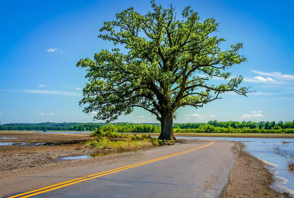 Grande albero di quercia bur accanto a una strada rurale in una luminosa giornata primaverile