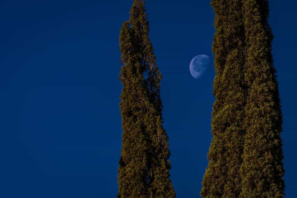 Due ginepri delle Montagne Rocciose che incorniciano la luna contro un cielo mattutino