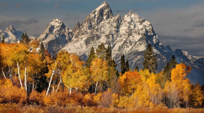 9 bellissimi alberi originari del Wyoming
