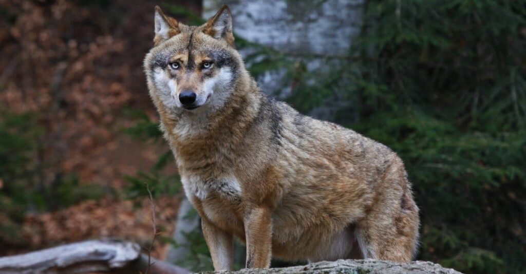 Il lupo ha una forza del morso di 400-1000 psi 