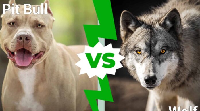 Pitbull contro lupo: quale animale vincerebbe un combattimento?
