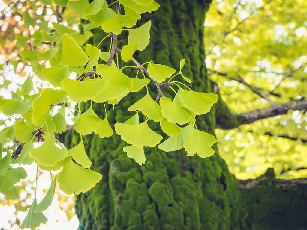 foglie dell'albero di gingko