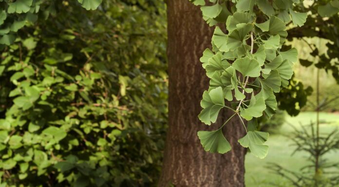 Scopri l'albero di ginkgo più antico del mondo
