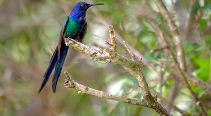 Colibrì coda di rondine: uccello nazionale della Giamaica
