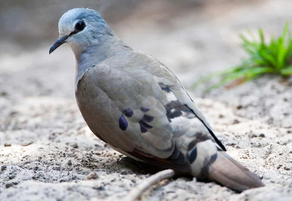 Nero-fatturato Wood-Dove (Turtur abyssinicus) in piedi sul terreno in Gambia foresta secca.  Guardando sopra le sue spalle.