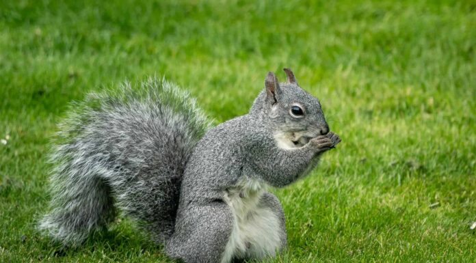 13 animali che sembrano scoiattoli
